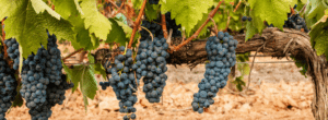 Tempranillo d’Espagne : le vin d’éminence et de prestige pour le vinificateur